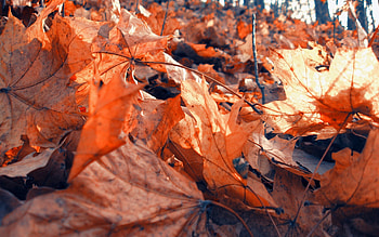 Autumn, Macro, Foliage, Dry, Maple HD wallpaper