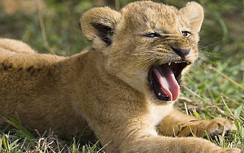 Animals, Lions HD wallpaper