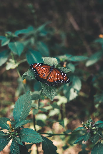 Close-up of a monarch butterfly perched on leaves, showcasing stunning orange and black wings. HD phone wallpaper