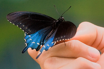 butterfly, black and blue, nature, hand HD wallpaper