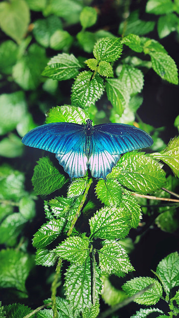 Blue Butterfly, Beautiful, Background HD phone wallpaper