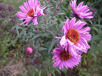 Flowers, Close-Up, Greens, Flower Bed, Flowerbed, Garden HD wallpaper