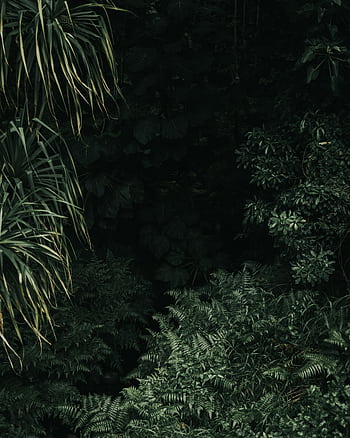 Dense green foliage in a Hawaiian jungle, showcasing tropical plant life. HD phone wallpaper