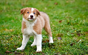 Animals, Grass, Dog, Color, Puppy, Watch, To Watch HD wallpaper