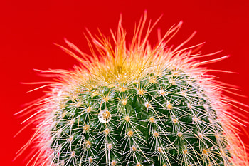 Needle, Drops, Macro, Cactus HD wallpaper