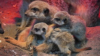 Meerkats, kids, mother, sand, family, cute HD wallpaper