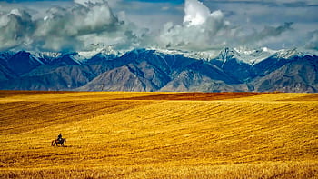 A lone rider traverses golden fields with majestic snow-capped mountains in the background. HD wallpaper