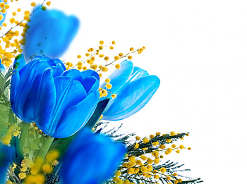 Tulips, nature, flowers, spring HD wallpaper