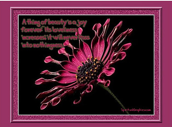 A thing of joy, pink flower, verse, frame HD wallpaper