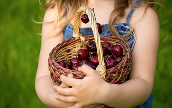 Sweet Cherry, Food, Berries, Hands, Basket HD wallpaper