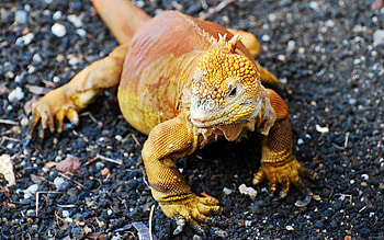 Animals, Color, Lizard, Mud, Dirt HD wallpaper