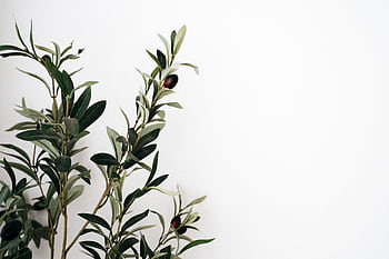 A simple olive tree branch with dark olives on a plain white backdrop, offering a minimalist aesthetic. HD wallpaper