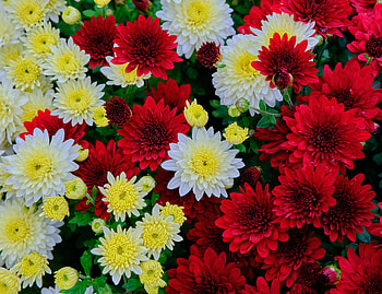 Flowers, Chrysanthemum, Bloom, Flowering HD wallpaper