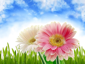 Pretty Flowers, colorful, colors, beauty, nice, summer time, white, white flower, beautiful, grass, summer, pink, pretty, green, clouds, nature, sky, pink flowers, flowers, lovely, gerbera, white flowers HD wallpaper
