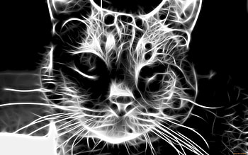 Animals, Cats HD wallpaper
