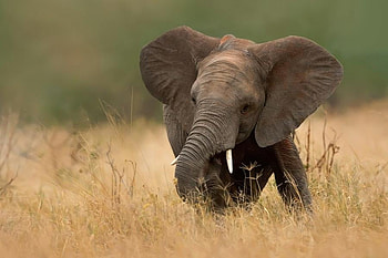 little elephant, cute, savana, running HD wallpaper