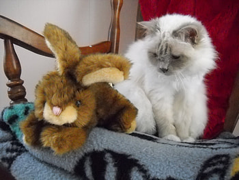 ...and what is it..., kitten, bunny, toy, cat, pet HD wallpaper