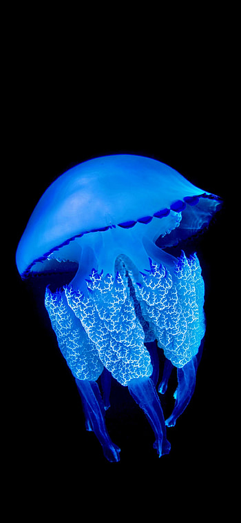 Marvelous jellyfish, Captivating creatures, Refined beauty, Background perfection HD phone wallpaper