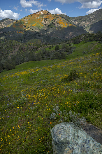 Landscape, Nature, Flowers, Grass, Mountains, Hills HD phone wallpaper