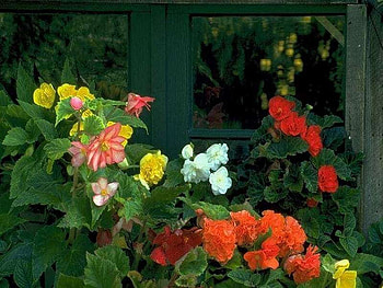 Charming Flower Art, charming, colourful, art, flower HD wallpaper