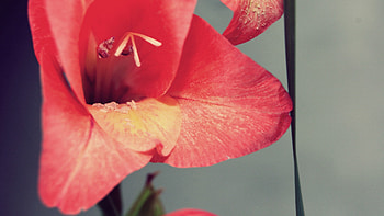 Background, Flower, Macro, Petals, Stamens HD wallpaper