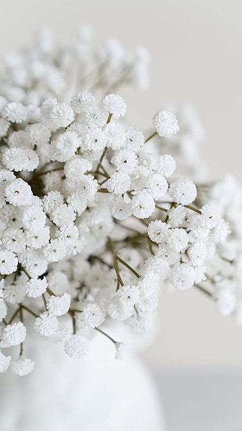 White Flowers, Beautiful, White, Flowers HD phone wallpaper