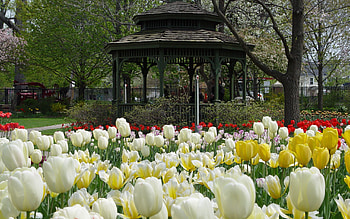 Nature, Flowers, Tulips, Flower Bed, Flowerbed, Bower, Alcove HD wallpaper