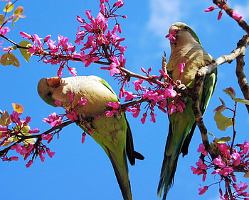 Parrots, animal, birds, blossoms, sky, tree HD wallpaper