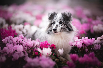 Sheltie, flower, collie, caine, dog, white, black, spring, summer, pink, vara HD wallpaper