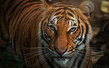 Tiger, animal, cat, whiskers HD wallpaper
