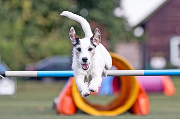 Parson Russell Terrier, Dog Sports HD wallpaper