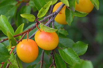 Food, Plum, Branch, Fruit, Ripe HD wallpaper