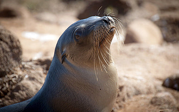 Animals, Smooth, Head, Seal, Fur Seal, Sea Lion HD wallpaper