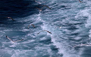 Beautiful Beach Water with seagulls., blue, seagulls, water, beach HD wallpaper