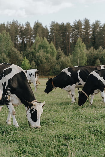 Black and white dairy cows grazing in a lush green meadow, surrounded by forest. HD phone wallpaper