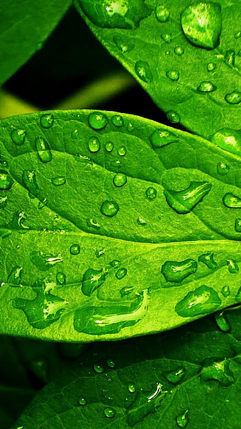 Android , Green leaf, Android HD phone wallpaper