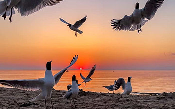 Sunset with Seagulls, sea, birds, Latvia, seagulls, sunset, beach HD wallpaper