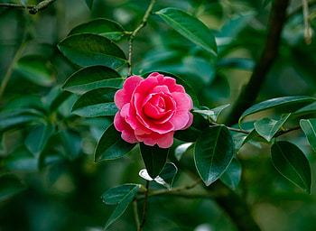 Camellia, Leaves, Flower, Pink HD wallpaper