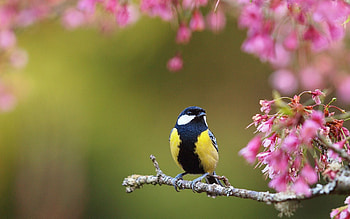 Spring birds, , Backgrounds, Top HD wallpaper