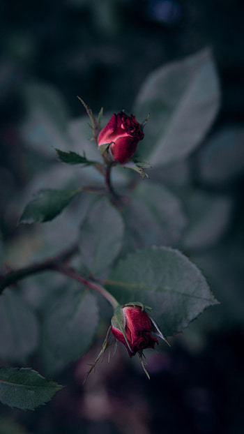 Flower, Macro, Rose Flower, Rose, Bloom, Flowering, Buds HD phone wallpaper