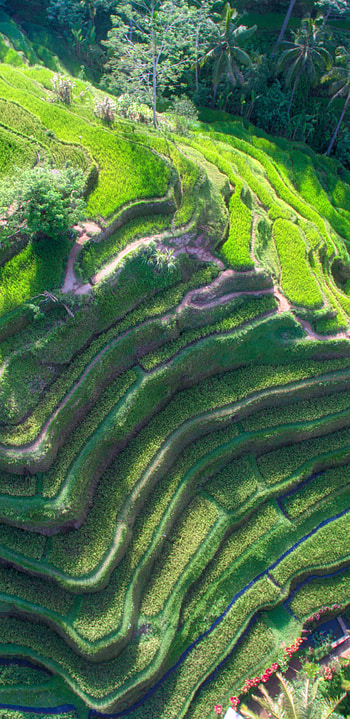 Man-made wonder, Ingenious design, Terrace farming, Natural harmony HD phone wallpaper