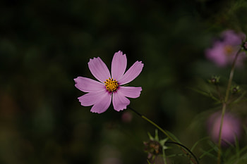Flowers, Violet, Flower, Plant, Macro, Purple, Kosmeya, Cosmos HD wallpaper