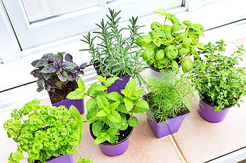 Indoor herb garden, DIY project, Greenery indoors, Fresh herbs at hand HD wallpaper