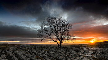Lonely Tree In Drought Field Sunset, drought, field, nature, tree, sunset HD wallpaper