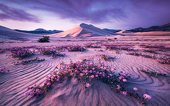 Arrow Dynamic, sand, dunes, blossoms, clouds, landscape, sky HD wallpaper