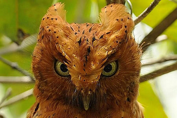 Owl, eyes, cool HD wallpaper