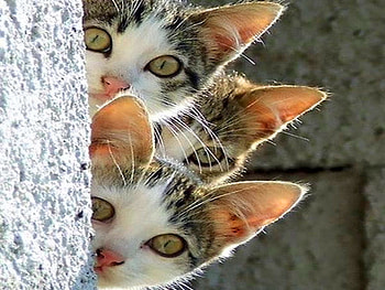 Peek A Boo, cats, peeking, three, tree HD wallpaper