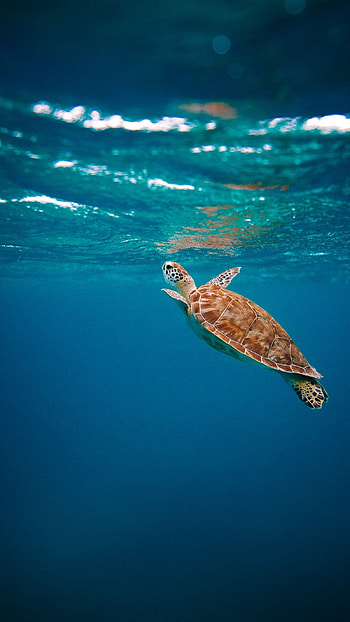 Oceanic beauty, Mobile masterpiece, Visual wonder, Pinterest's inspiration HD phone wallpaper