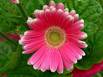 pink-shadded-gerbera-daisy, pink, daisy, flower, beautiful, nature, flowers HD wallpaper