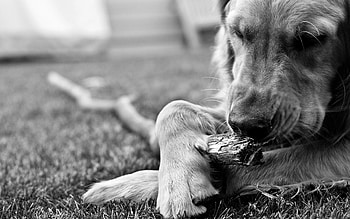 Animals, Dog, Bw, Chb, Play, Stick, Shaggy, Gnaw HD wallpaper